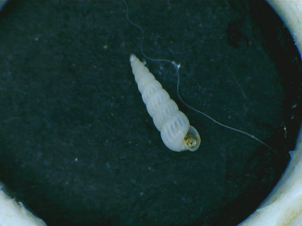 Turbonilla pusilla